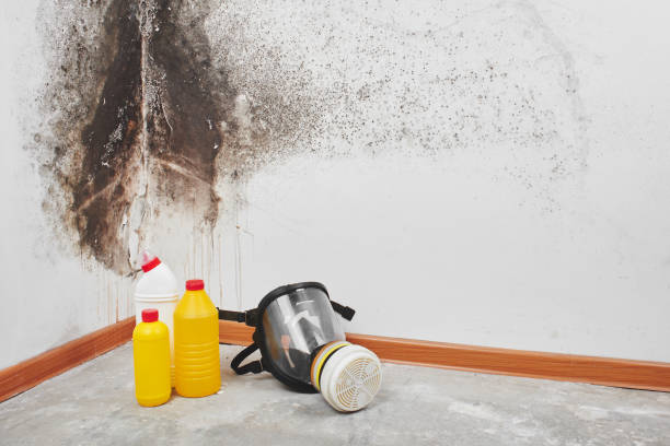 Best Black Mold Remediation in Leachville, AR