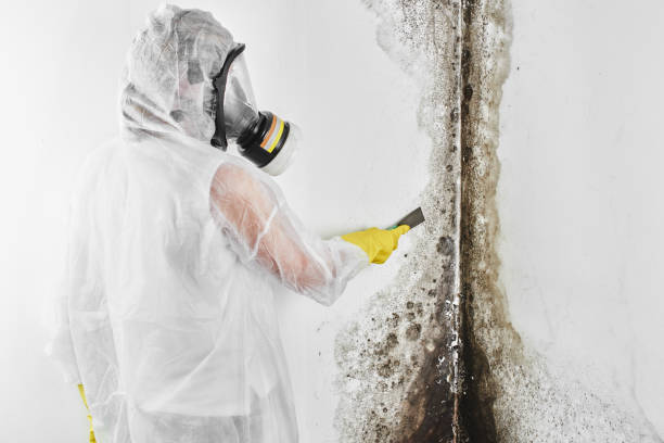 Best Preventive Mold Services in Leachville, AR