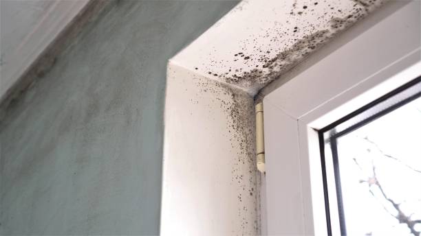 Best Emergency Mold Remediation in Leachville, AR