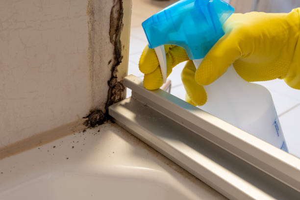 Best Bathroom Mold Remediation in Leachville, AR