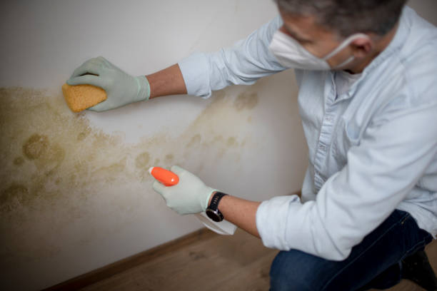 Best Residential Mold Remediation in Leachville, AR