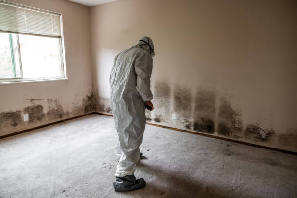 Best White Mold Remediation in Leachville, AR
