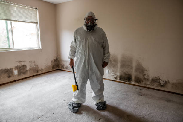 Best DIY Mold Remediation Support Services in Leachville, AR