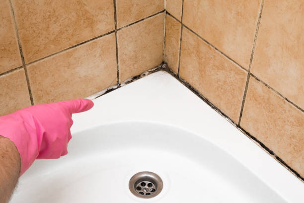 Best HVAC Mold Remediation in Leachville, AR